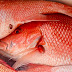 Red Snapper Wholesale Prices