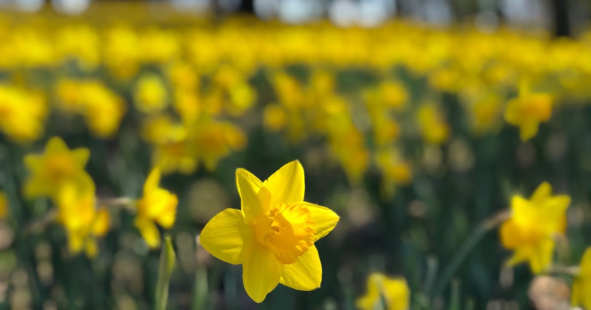 Urban Sketchers Cleveland Let's Sketch Daffodil Hill at Lake View Cemetery