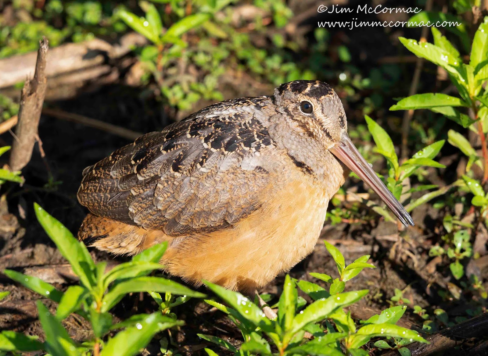 Common Nighthawk (Chordeiles minor) – Columbus Audubon