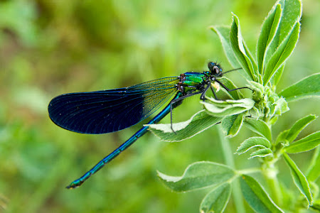 callopteryx-xanthosoma