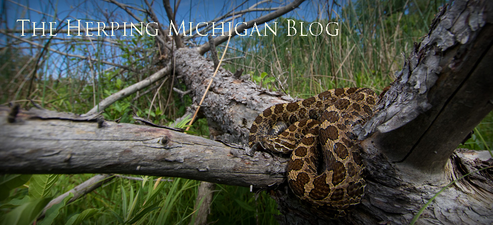 The Herping Michigan Blog