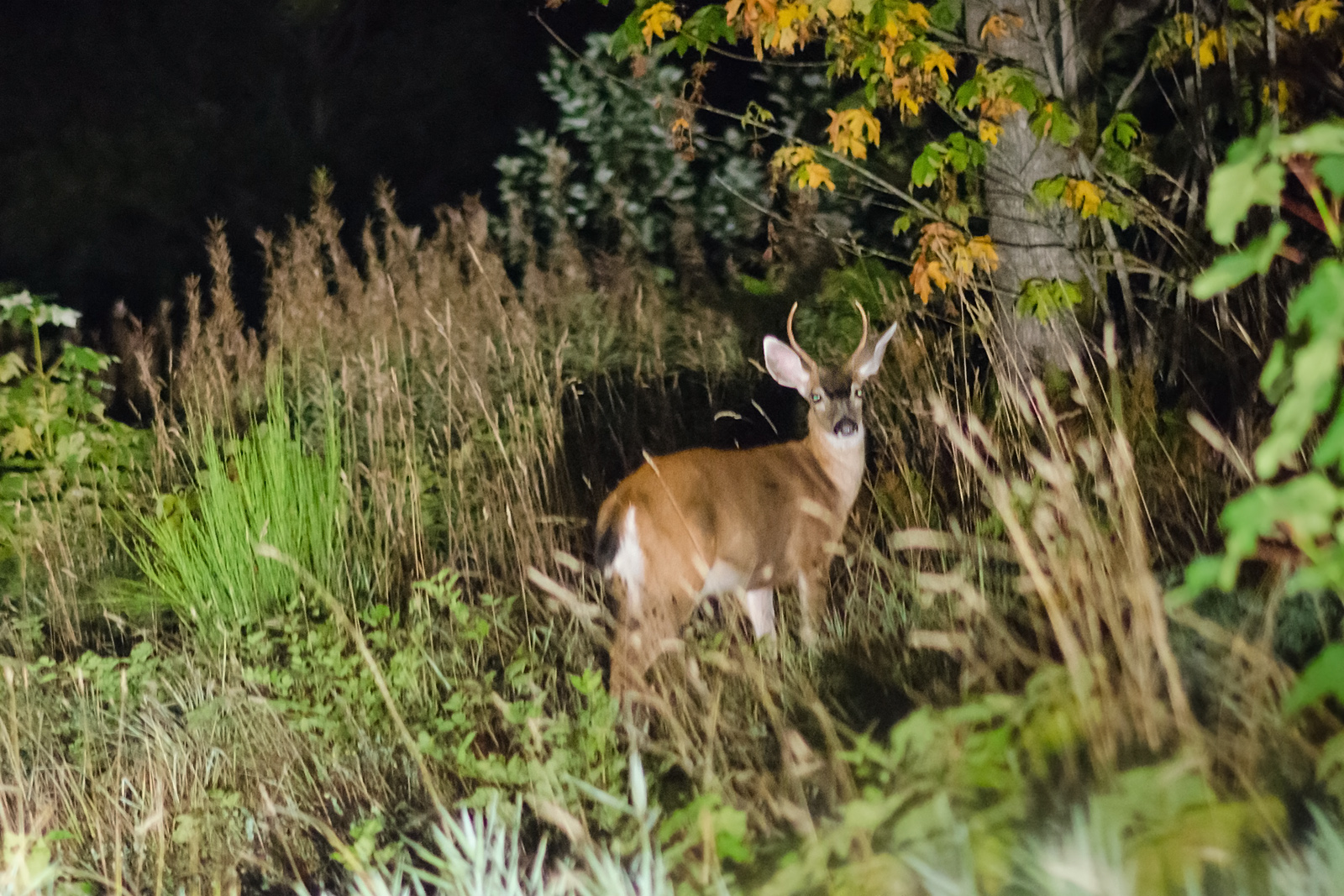 Wanderin' Weeta (With Waterfowl and Weeds) Deer in the headlights