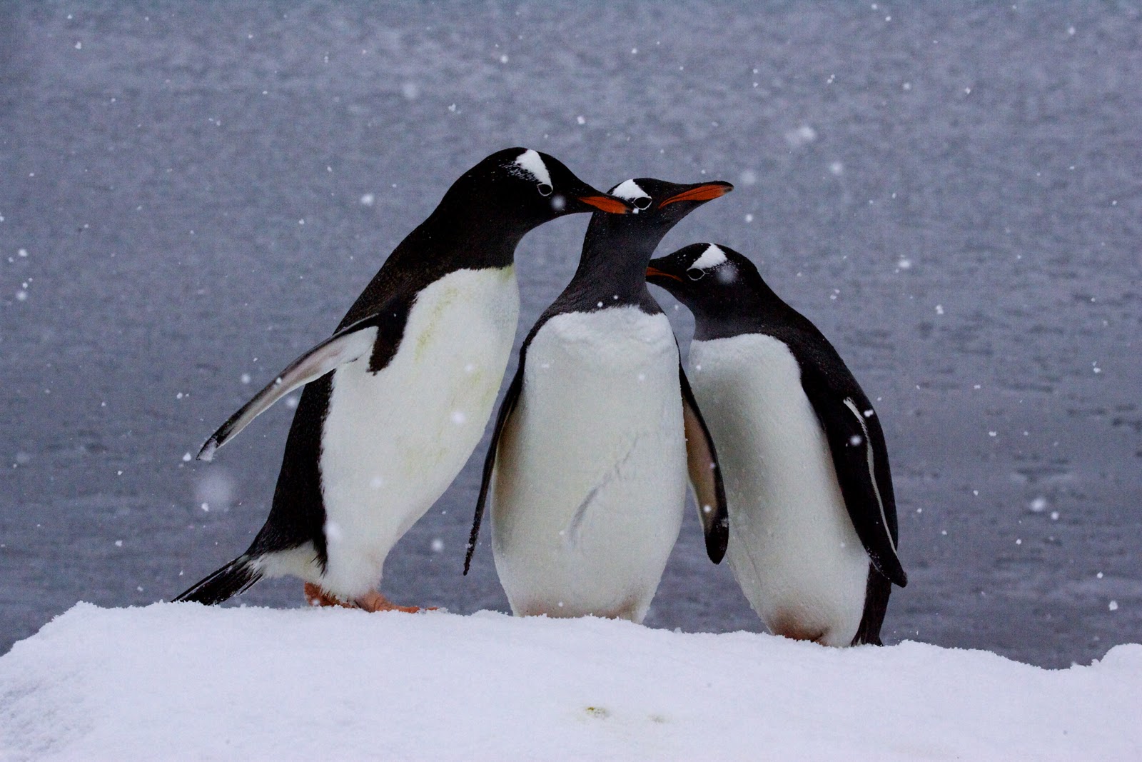 My Adventures: Animals of Antarctica