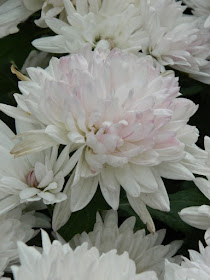 Allan Gardens Conservatory 2015 Chrysanthemum Show white decorative mum by garden muses-not another Toronto gardening blog