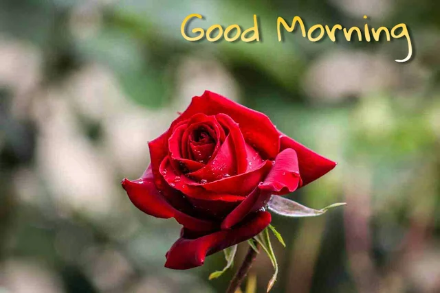 Good Morning Images With Red Rose Flower