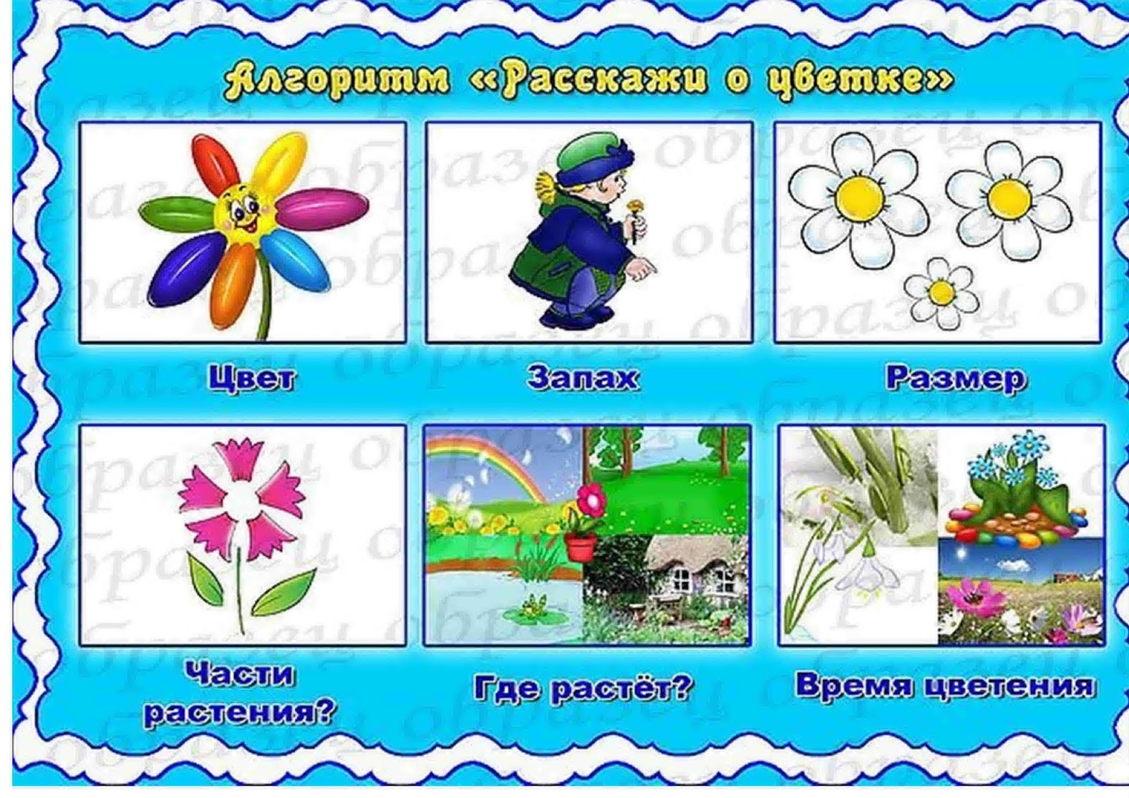 Развитие речи средняя группа растения. Мнемотаблица комнатные растения. Растения для дошкольников. Алгоритм о цветах. Весенние цветы для детей дошкольного возраста.