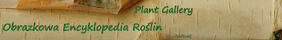 Plant Gallery - Encyklopedia Roślin