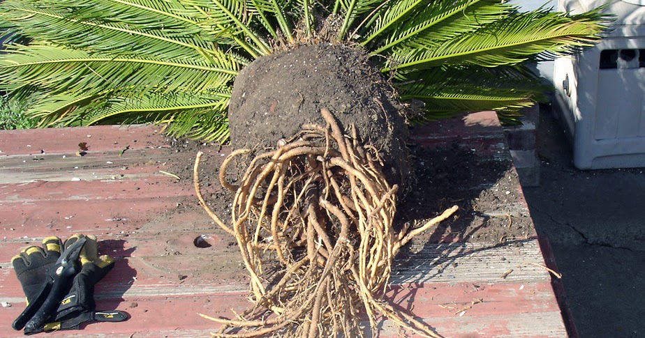 Cabbage Palm Tree Root System
