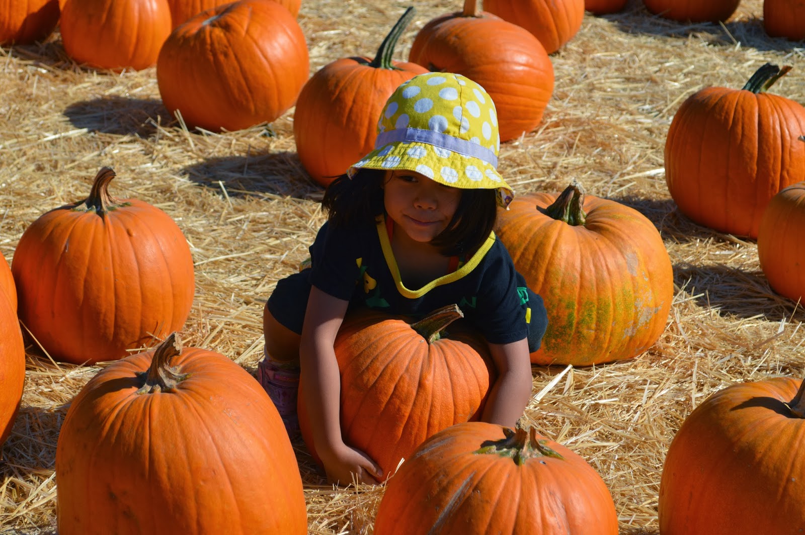 Brigitte's Life Pumpkin Patch! パンプキンパッチ！