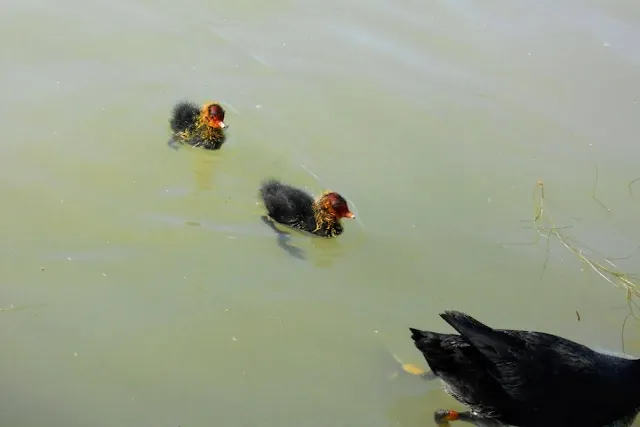 2 days in Munich in Spring: moorhen chicks in the Englischer Garten