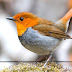 260+ Bird Images | Bird Wallpaper HD Free Download - 11