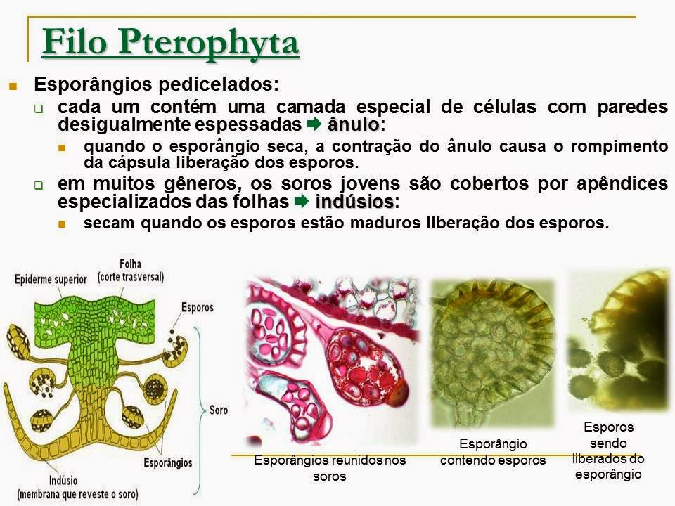 Professor Jimmy Oliveira: 2º ANO - ENSINO MÉDIO - BRIÓFITAS E PTERIDÓFITAS
