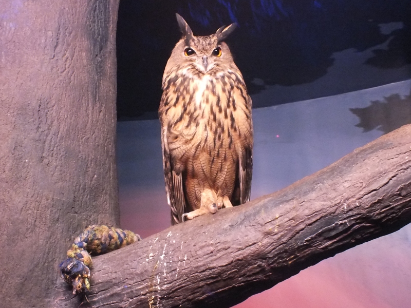 The Zoo Review: Species Fact Profile: Eurasian Eagle Owl (Bubo bubo)