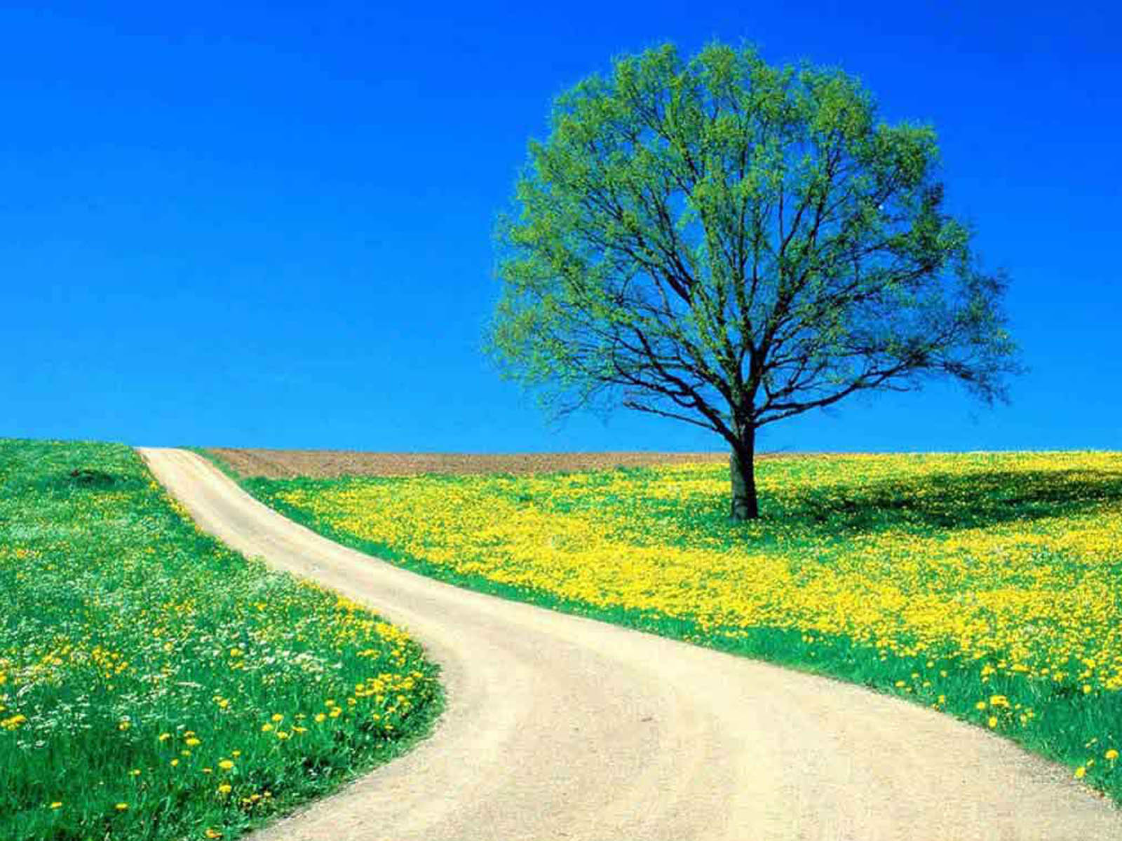 Gambar Gambar Pohon yang Kesepian Berdiri Sendiri wallpaper Gambar Gambar Pohon yang Kesepian Berdiri Sendiri wallpaper