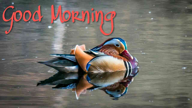 Beautiful birds good morning images