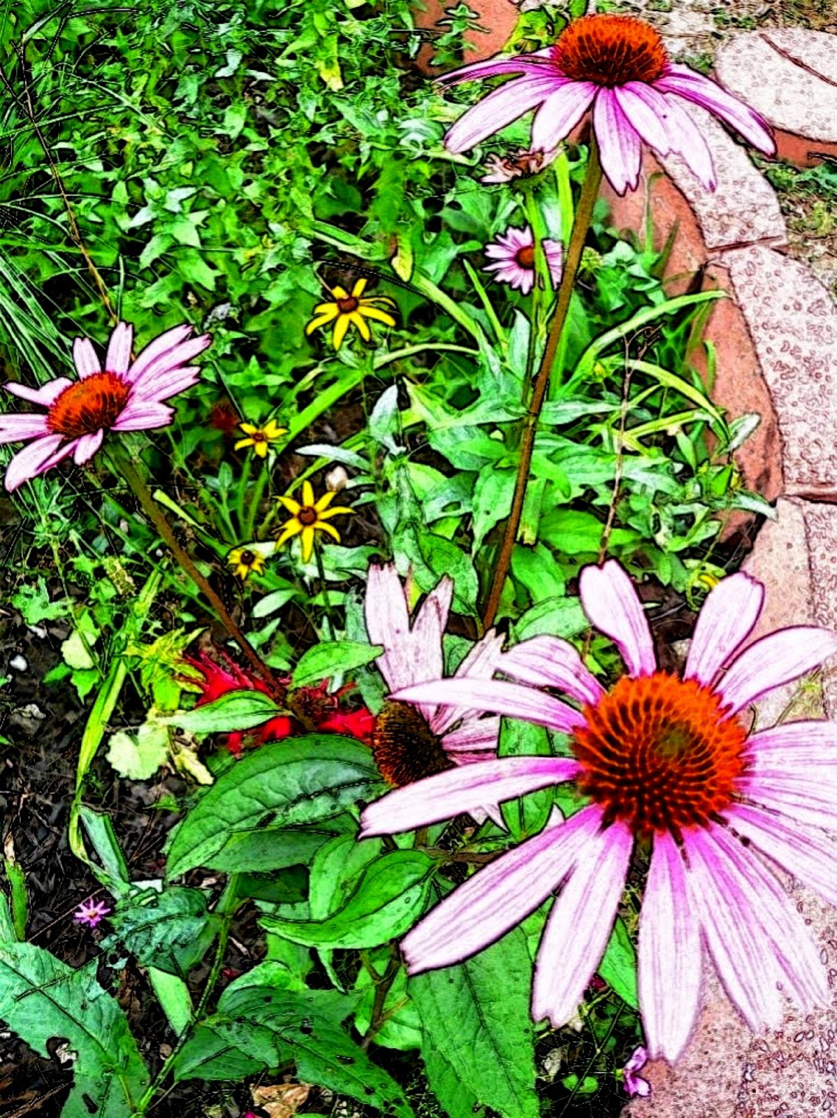 Yard and Garden Secrets Garden Tips for Growing Coneflowers