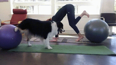 woman and dog doing yoga poses with exercise ball