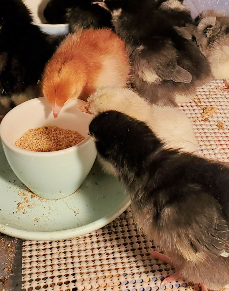 Beginners Guide to Raising Baby Chicks Fresh Eggs Daily® with Lisa Steele