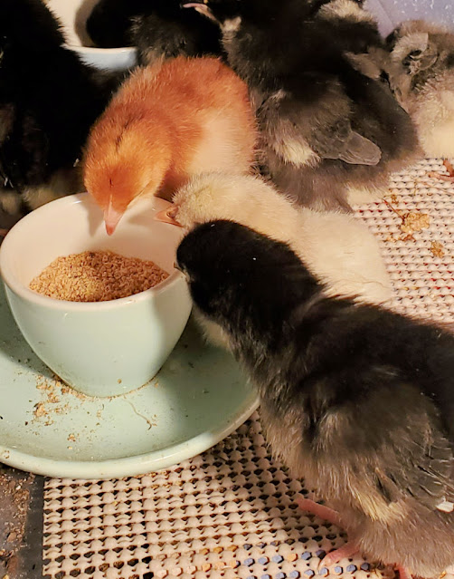 Beginners Guide to Raising Baby Chicks Fresh Eggs Daily® with Lisa Steele