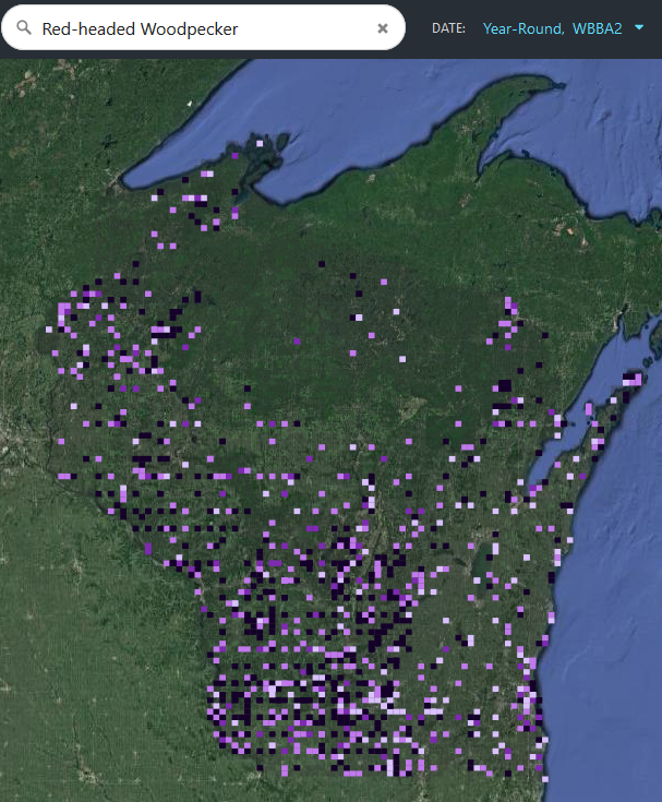 The Future of Birds: Red-headed Woodpecker population status update