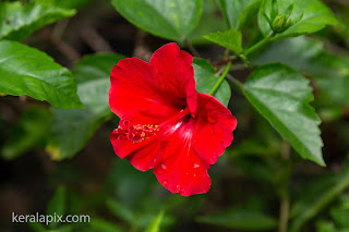 Red Hibiscus rosa-sinensis in our home garden