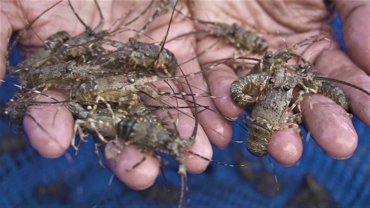 Komoditas Prioritas, KKP Terbitkan Regulasi Budidaya Lobster