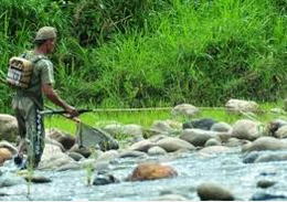 ikan air tawar gabus Khasiat Ikan Gabus