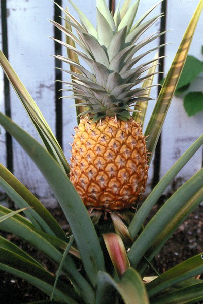 Hawaii Pineapple Top: Plant It, Don't It
