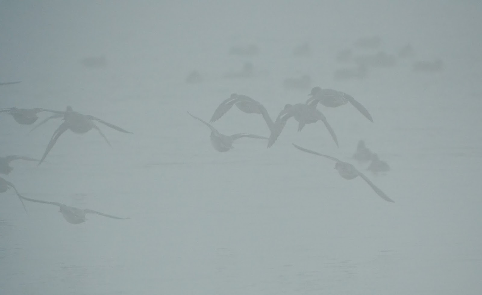 Ely10 Birding grillers in the mist