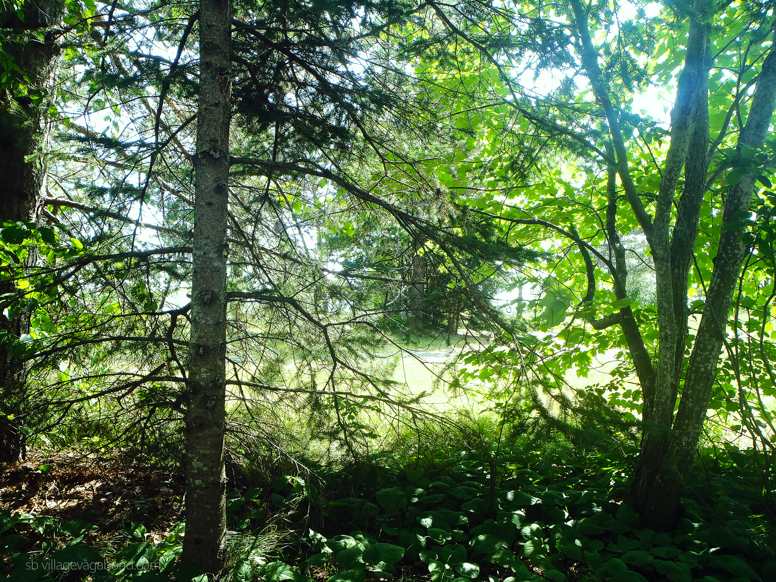 Plenty of trees, especially birch, at Batchawana Bay Provincial Park.