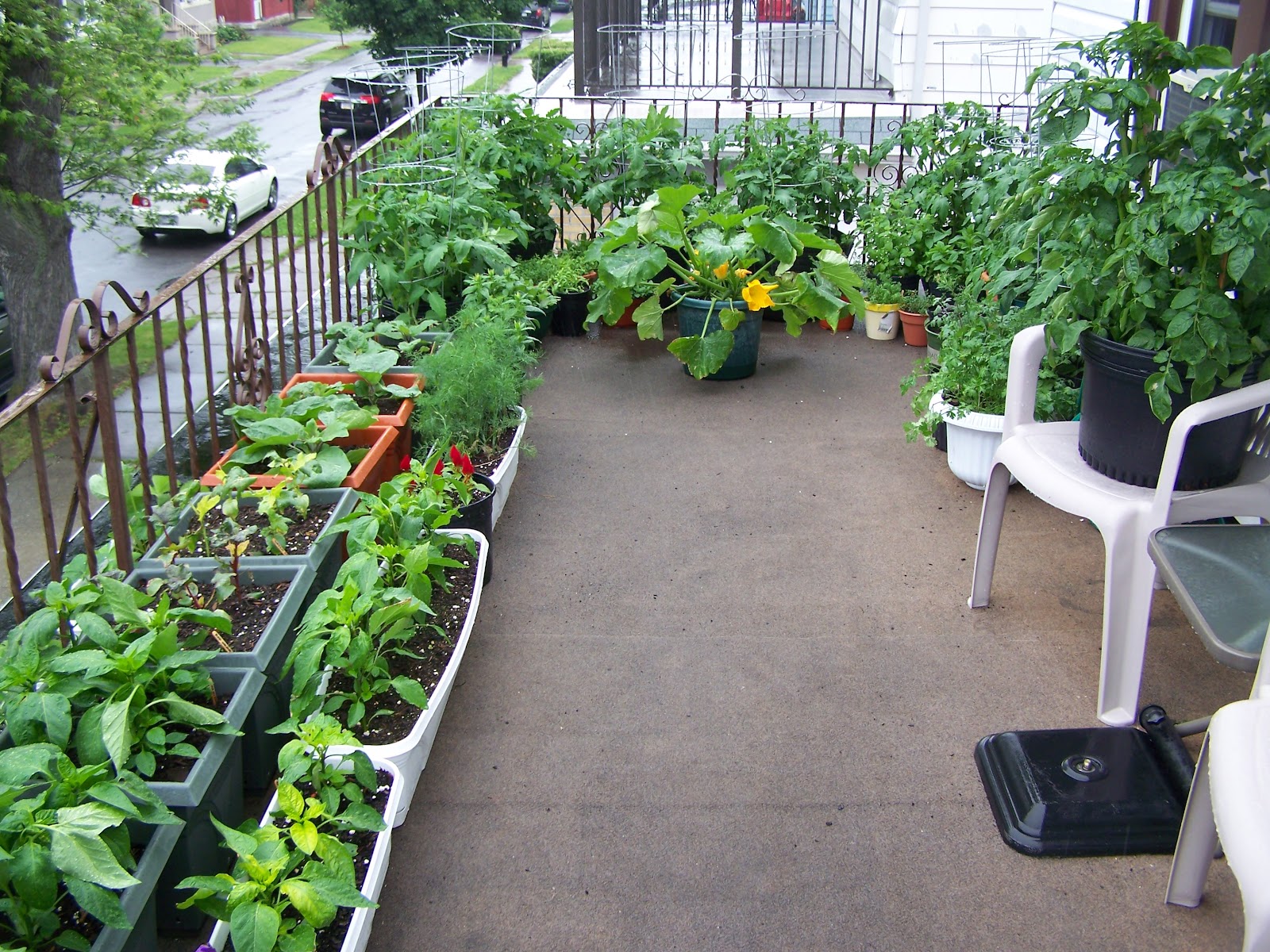 19+ Beauteous Growing Zucchini In A Container Inspiratif Design