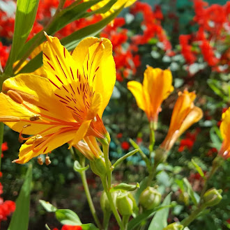 Colors of Flowers, Briyant Park - Kodaikanal