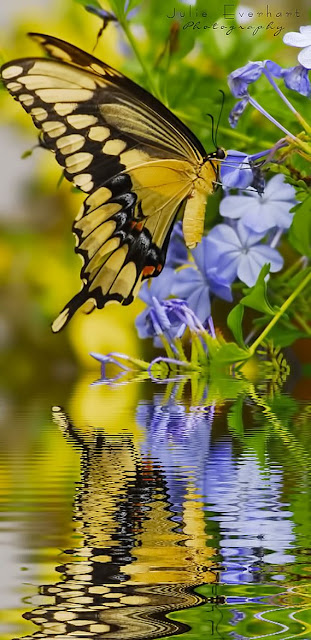 Magnifique photo d'un papillon au bord de l'eau et tout près des fleures.
