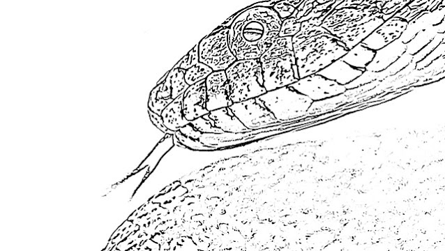 Coloring pages of snakes holiday.filminspector.com