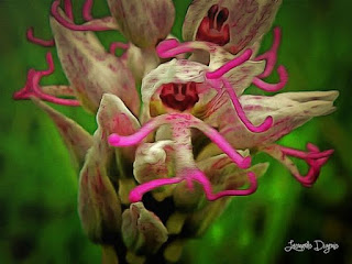 ganbar anggrek monyet orchis simia. ganbar anggrek monyet orchis simia.