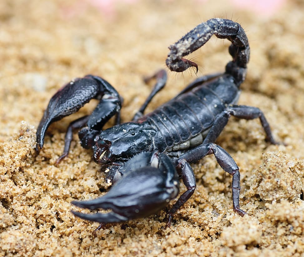 Top 91+ Images can you die from eating a black scorpion Excellent
