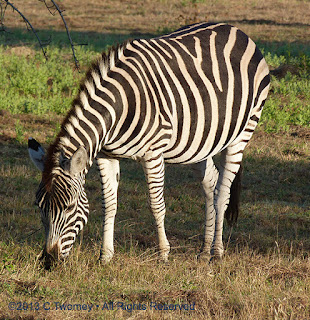 on safari by Catherine Twomey