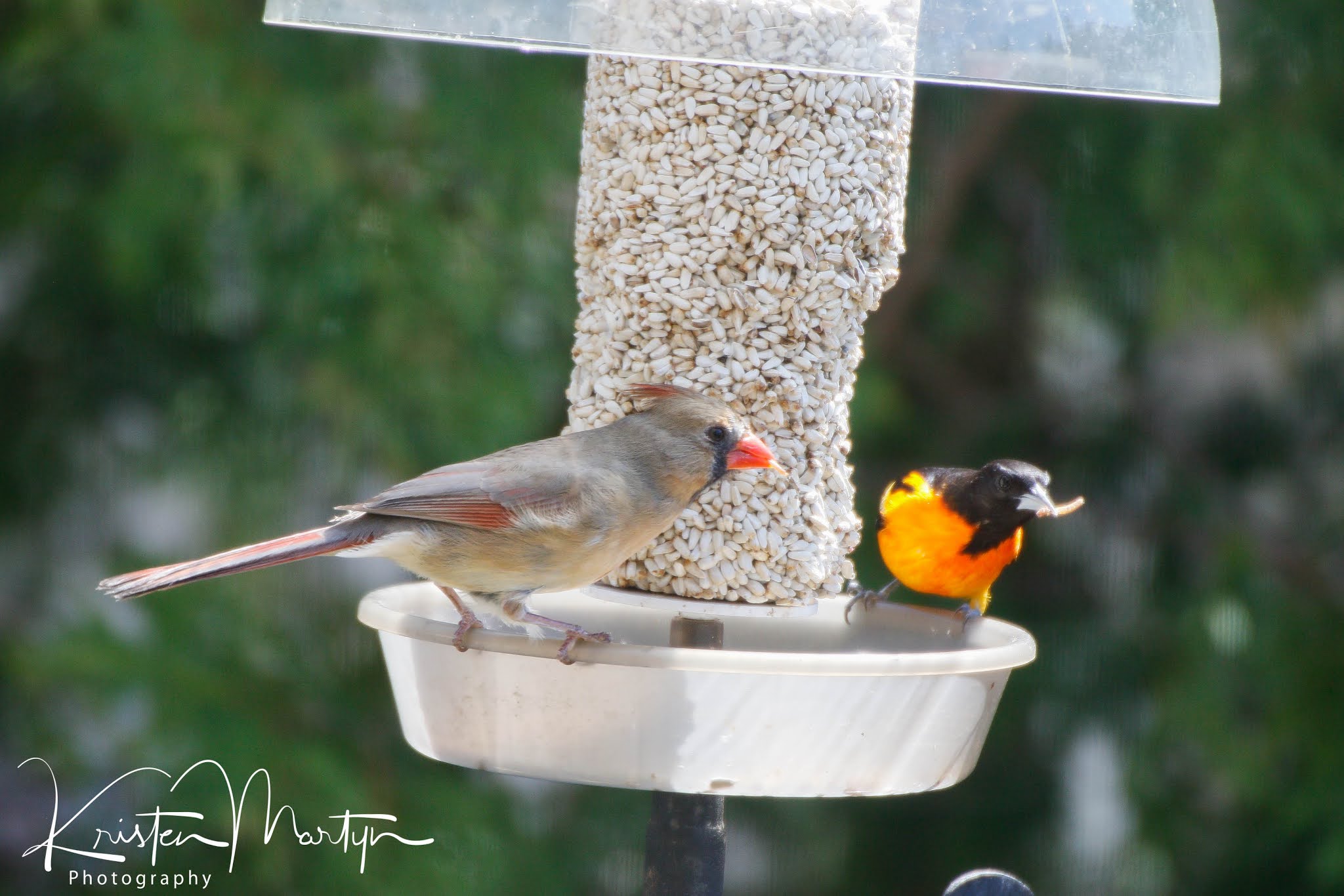 How Do Birds Find Feeders? Nature Notes Blog