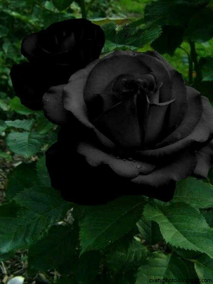 Картинки черных цветов. Блэк Роуз. Черный нефрит роза. Черная роза Садовая многолетняя. Черные кустовые розы.
