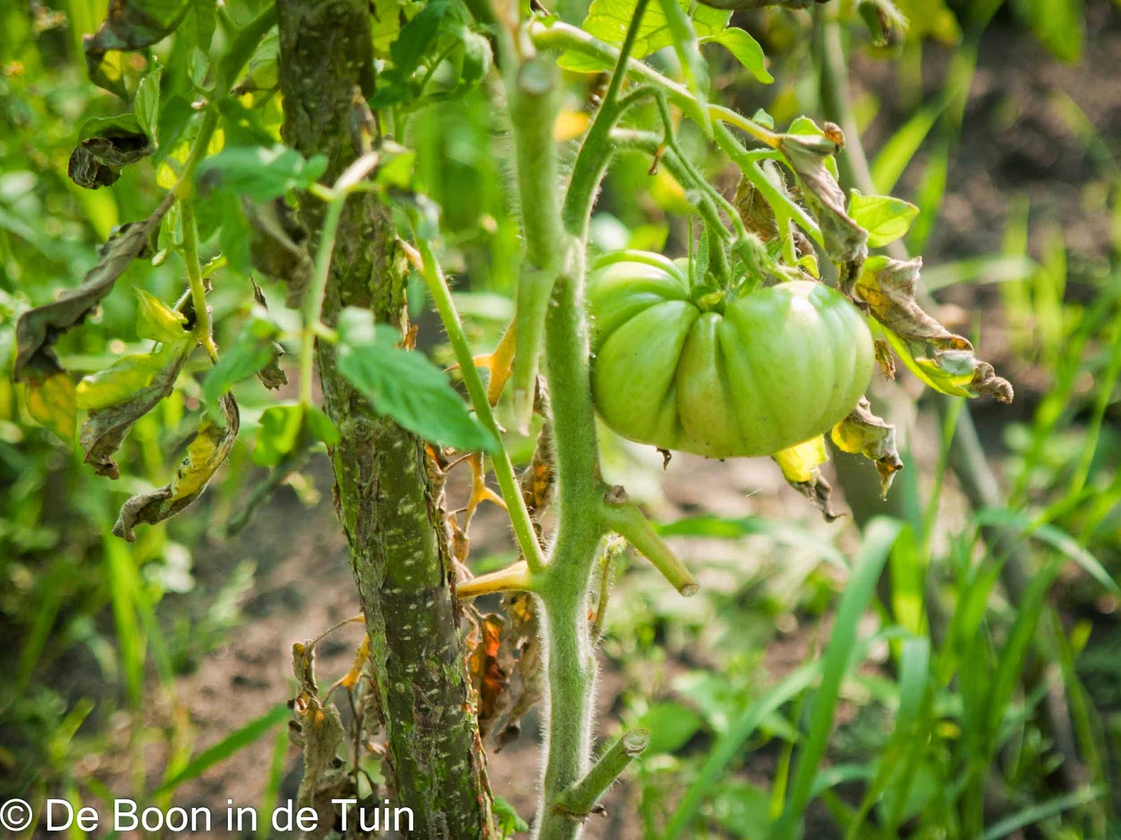 tomaat tomaten beefmaster vleestomaat