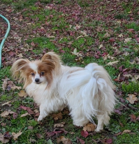 Road's End Papillons Fresh, HumanGrade Diet for Healthy Dogs (Pets)