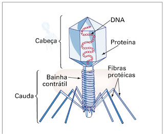 bacteriofago.jpg