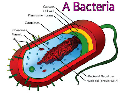 Bacterial cell diagram, Bacterial cell structure, bacteria image