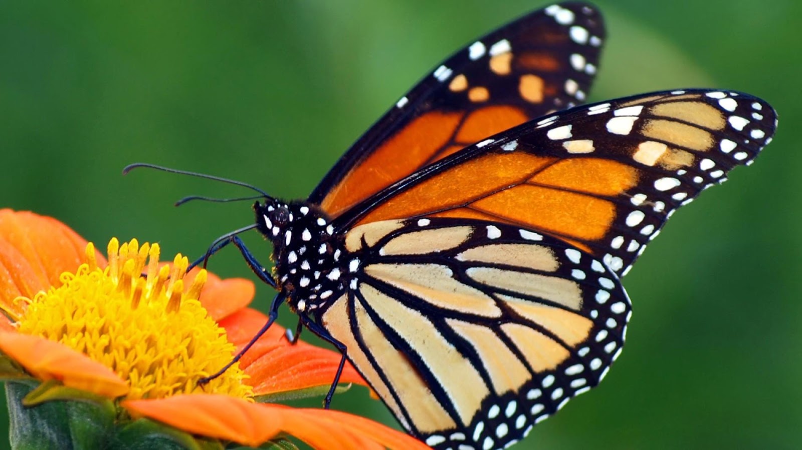 Healthहिंदी Discovery Sci india: Butterfly information in English