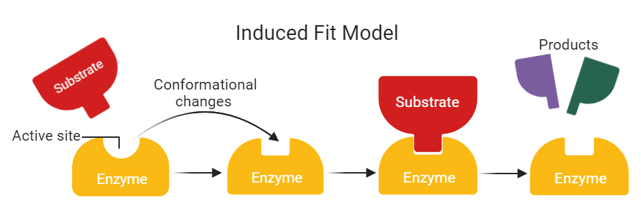 define induced fit hypothesis of enzyme catalysis