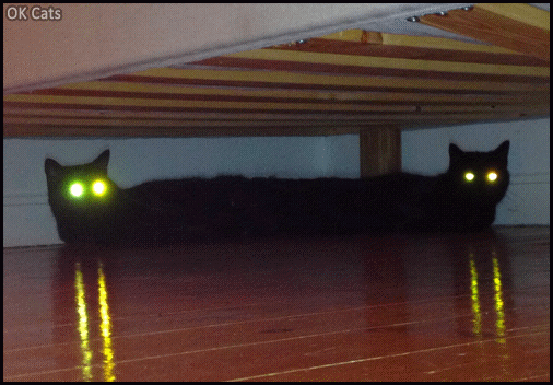 Art Cat GIF • Creepy black cats with flashing eyes hidden under bed [cat-gifs.com]