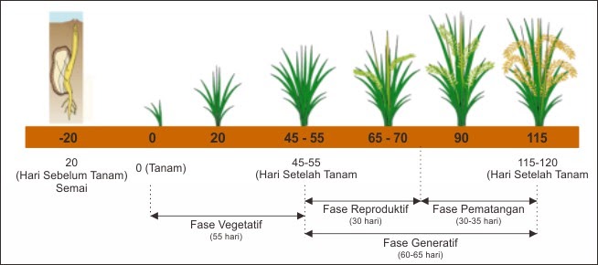 Fase Pertumbuhan Padi Pemuda Tani