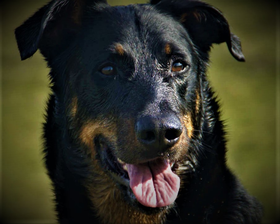 Beauceron Dog breed information, history, description, personality