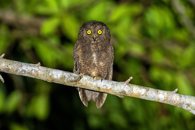 Nicobar Scops-Owl - Image by Aseem Kothiala