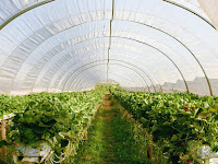 Kegunaan Plastik UV Untuk Greenhouse dan Pengeringan Kegunaan Plastik UV Untuk Greenhouse dan Pengeringan